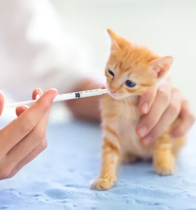 Veteriner Enjektör ve İğne Setleri - Online Satış ve Hızlı Teslimat