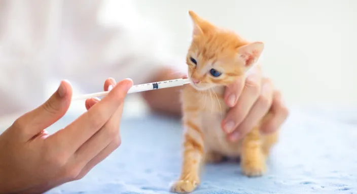 Veteriner Enjektör ve İğne Setleri - Online Satış ve Hızlı Teslimat